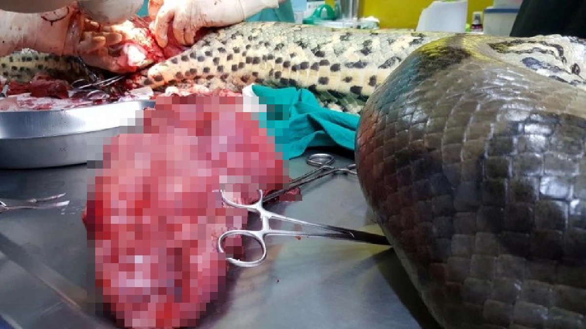 สุดเจ๋ง!ทีมสัตวแพทย์ไทยผ่าตัดช่วยชีวิตงูอนาคอนดายักษ์