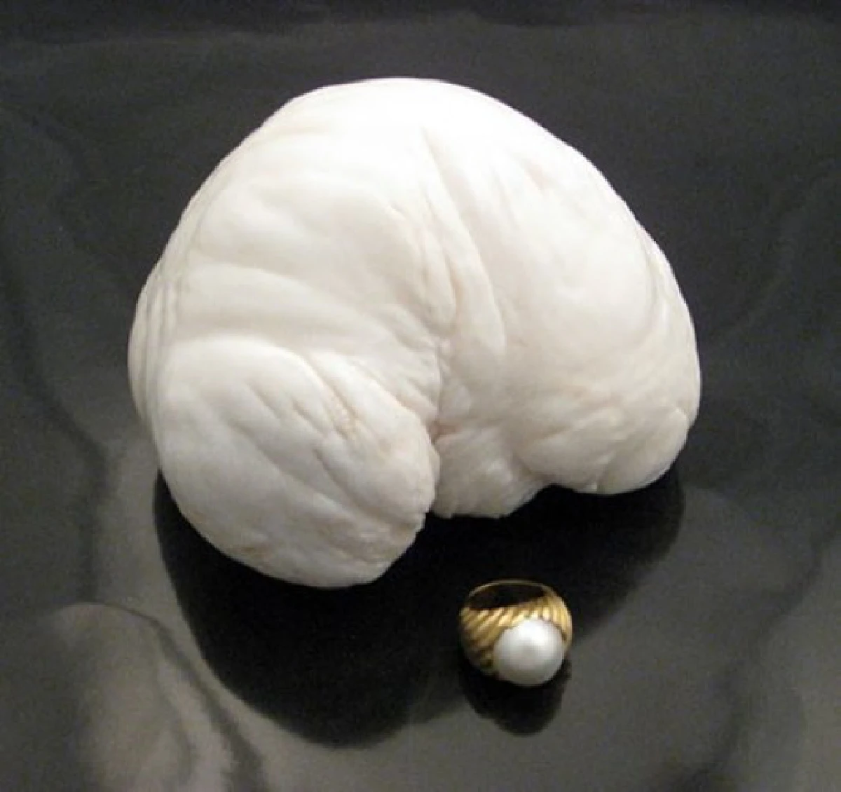 ค้นพบไข่มุกใหญ่ที่สุดในโลก โดยชาวประมงฟิลิปปินส์