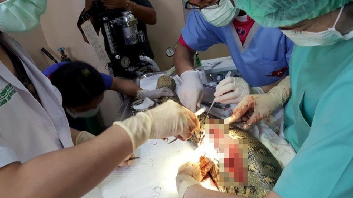 สุดเจ๋ง!ทีมสัตวแพทย์ไทยผ่าตัดช่วยชีวิตงูอนาคอนดายักษ์