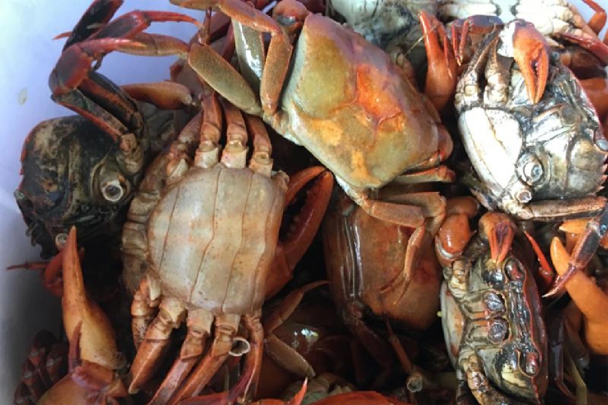 ครกทองคำส้มตำเจ๊บางแซ่บเว่อร์