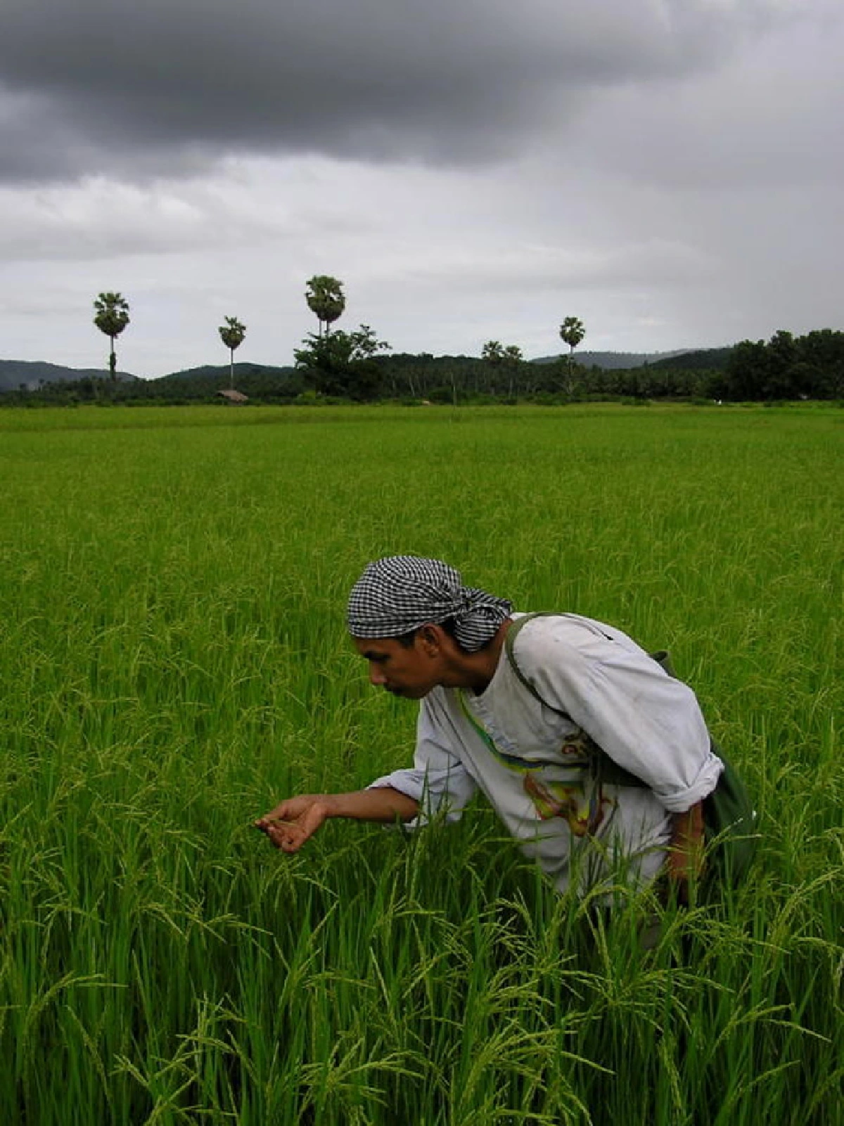 วิถีในนา ปรัชญาในสวน เรื่องเล่าในสายลมลอย