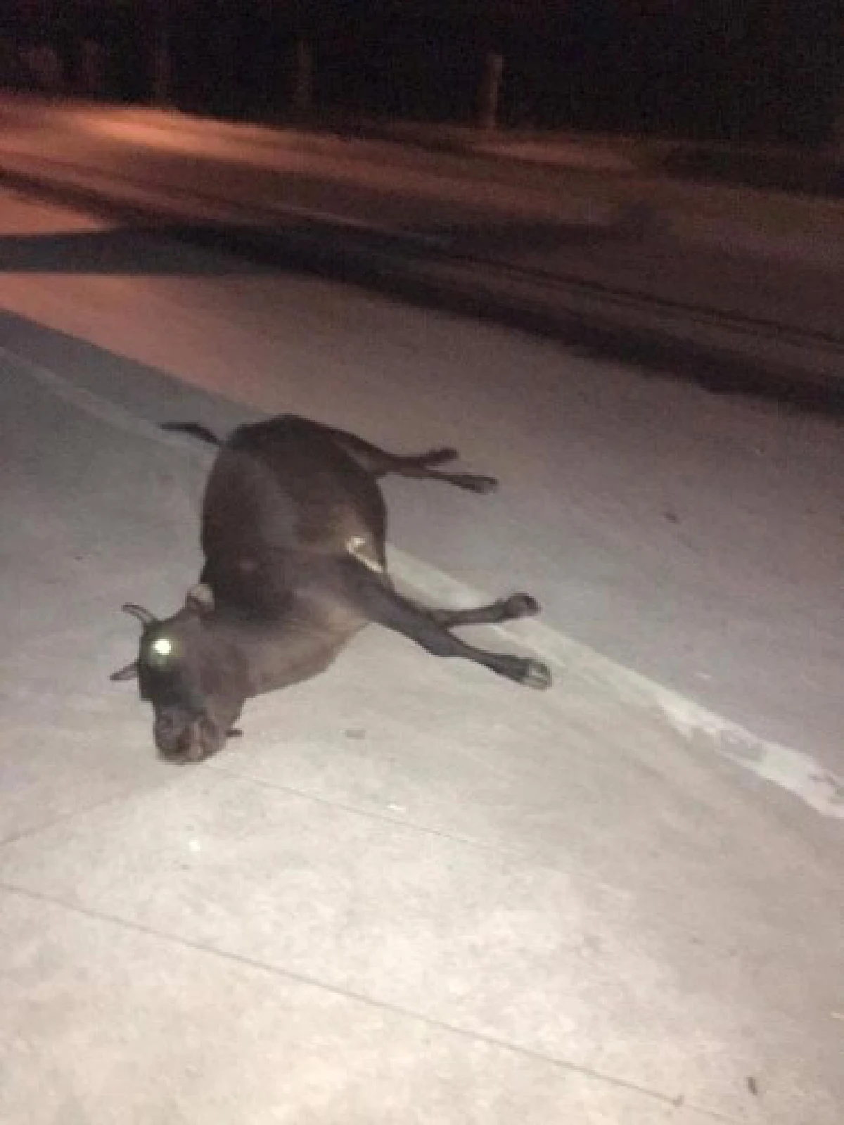 อุทาหรณ์!ขับรถทางชนบทกลางคืนระวังชนวัวชาวบ้าน