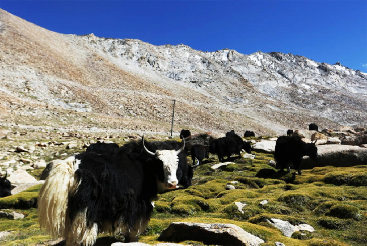 จงโบกสะบัดไปเถิด ธงมนตราเอ๋ย