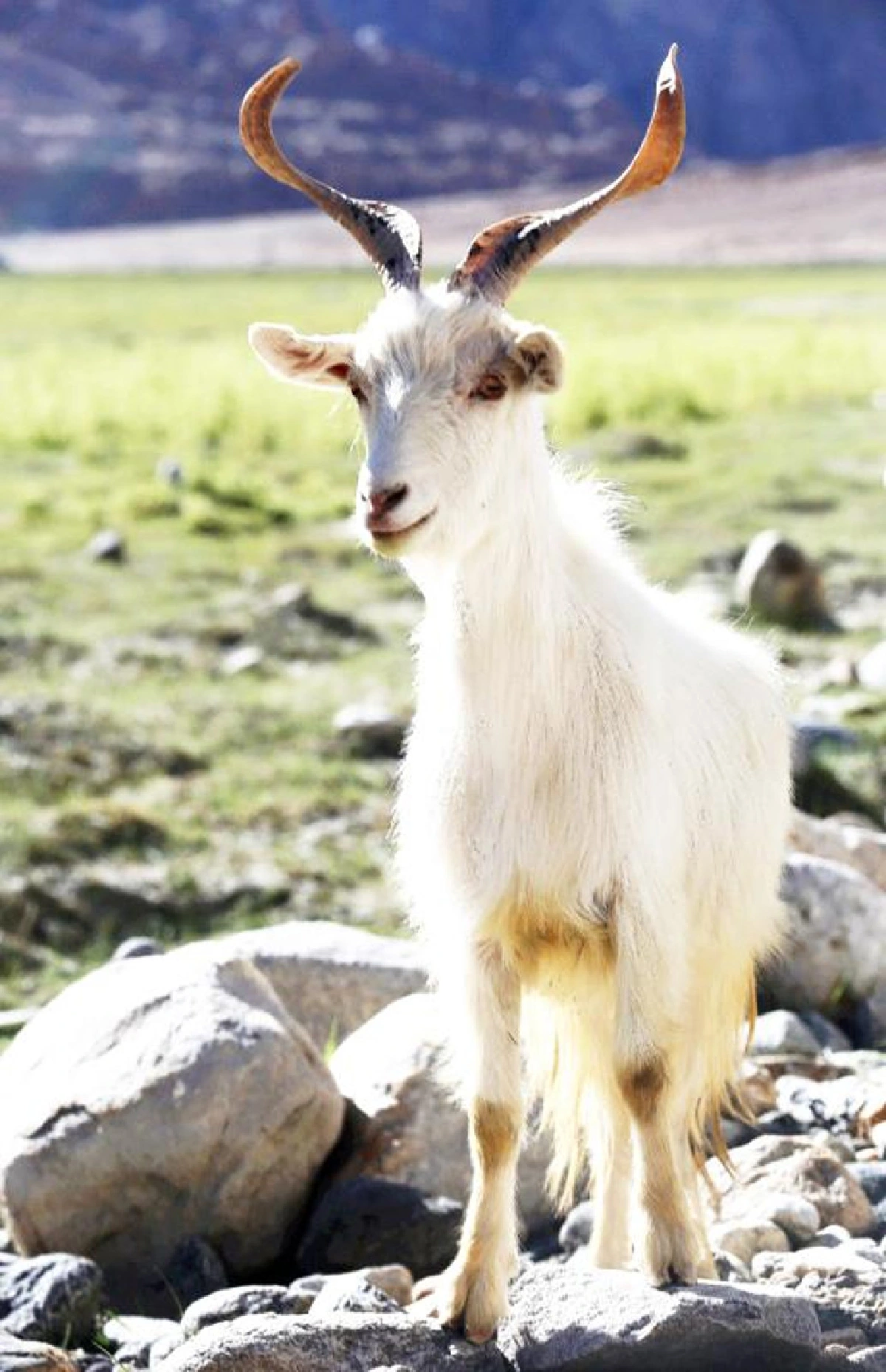 จงโบกสะบัดไปเถิด ธงมนตราเอ๋ย