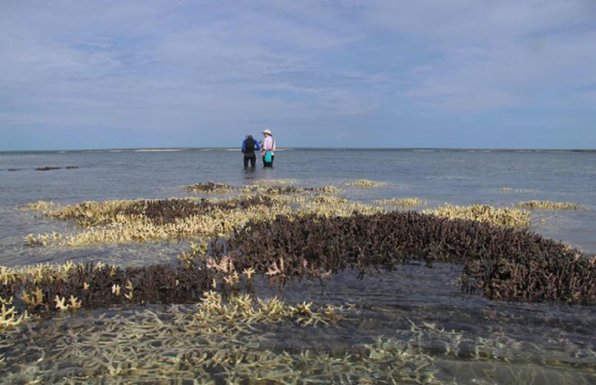 Earth's oceans are warm and 'sick', scientists say