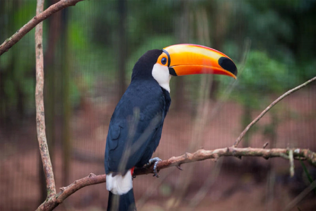 Iguazu Falls…Beauty of power, Amazing of Nature