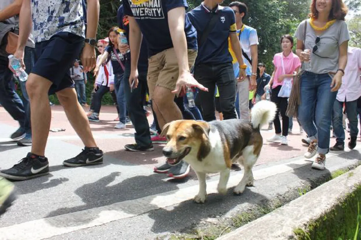 Shorty the dog leads Chiang Mai University up Doi Suthep