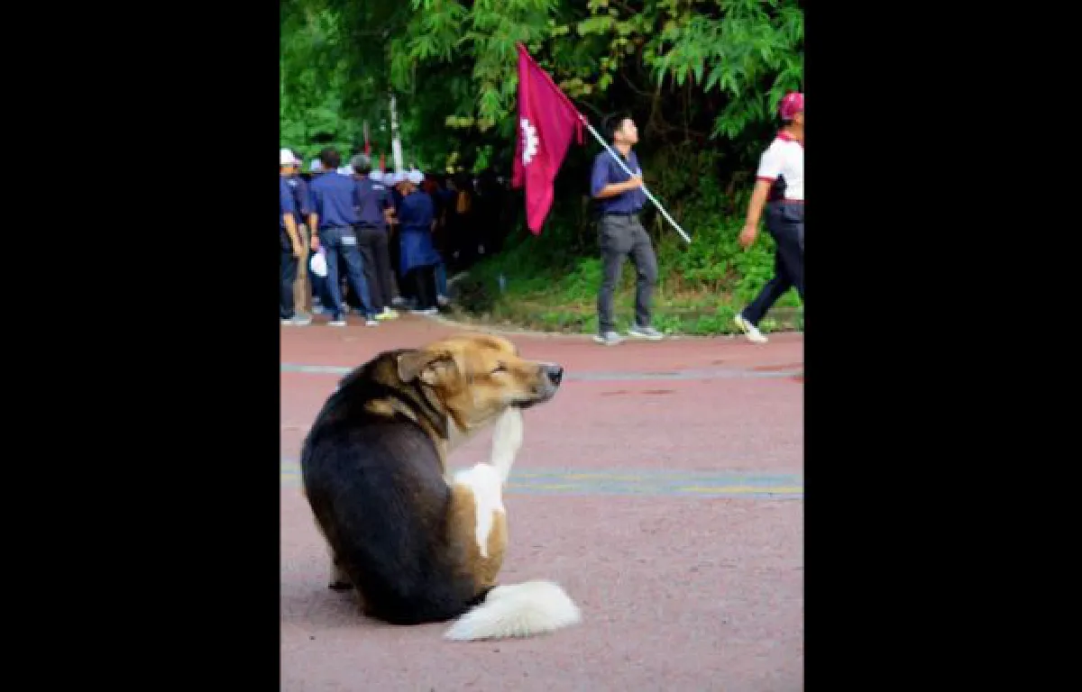Shorty the dog leads Chiang Mai University up Doi Suthep