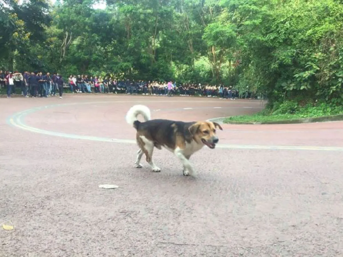 Shorty the dog leads Chiang Mai University up Doi Suthep
