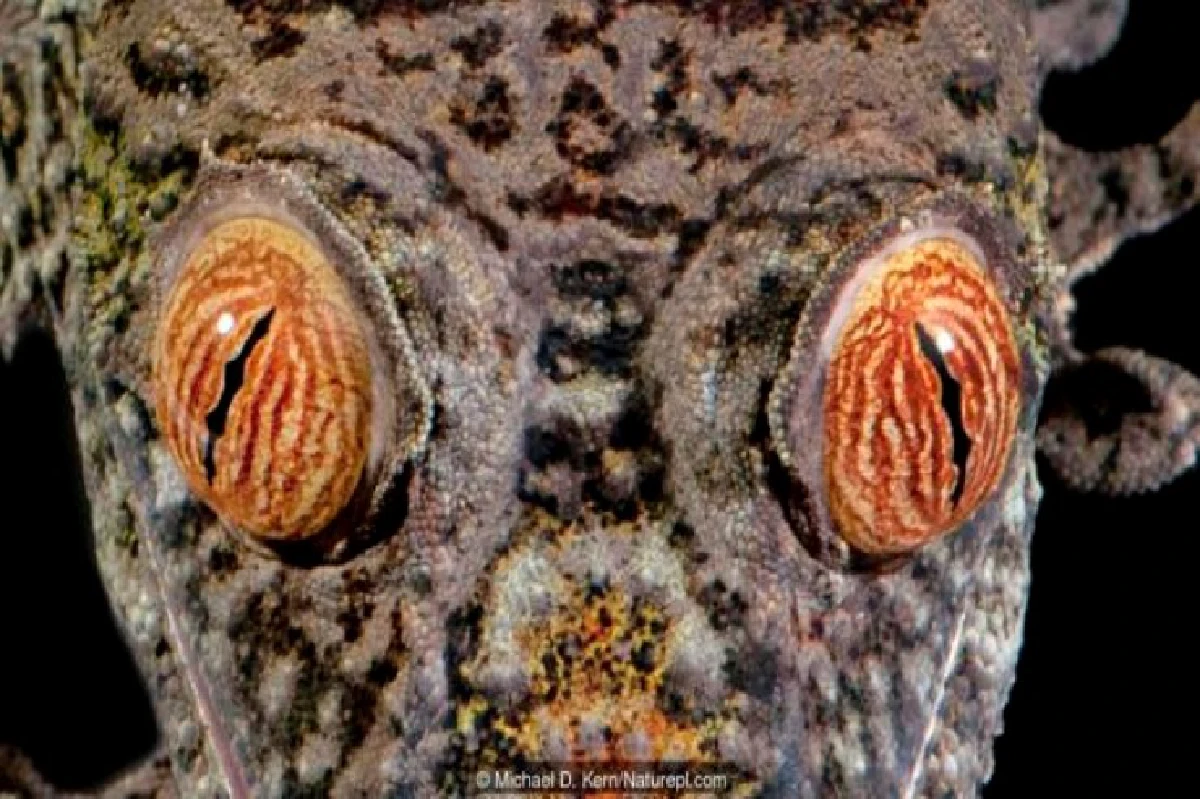 เดาได้หรือไม่ว่า ดวงตาเหล่านี้เป็นของสัตว์อะไรบ้าง?