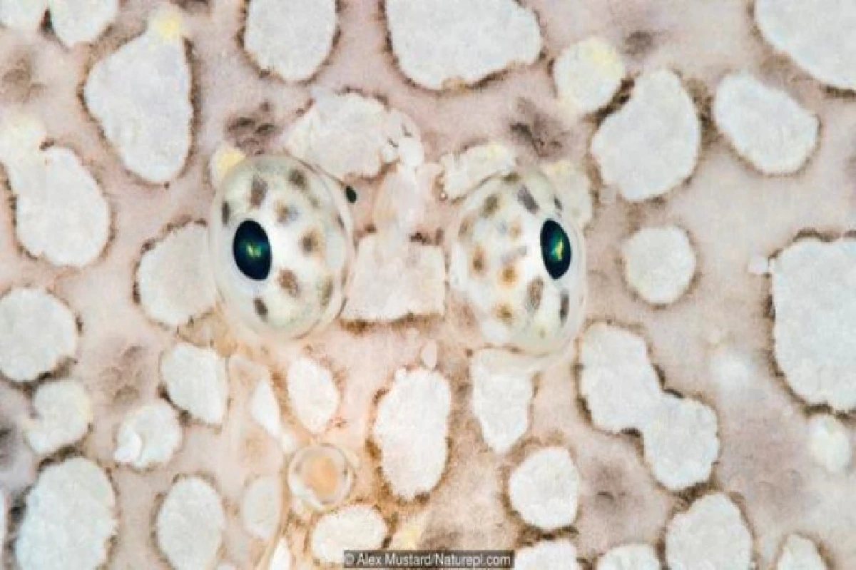 เดาได้หรือไม่ว่า ดวงตาเหล่านี้เป็นของสัตว์อะไรบ้าง?