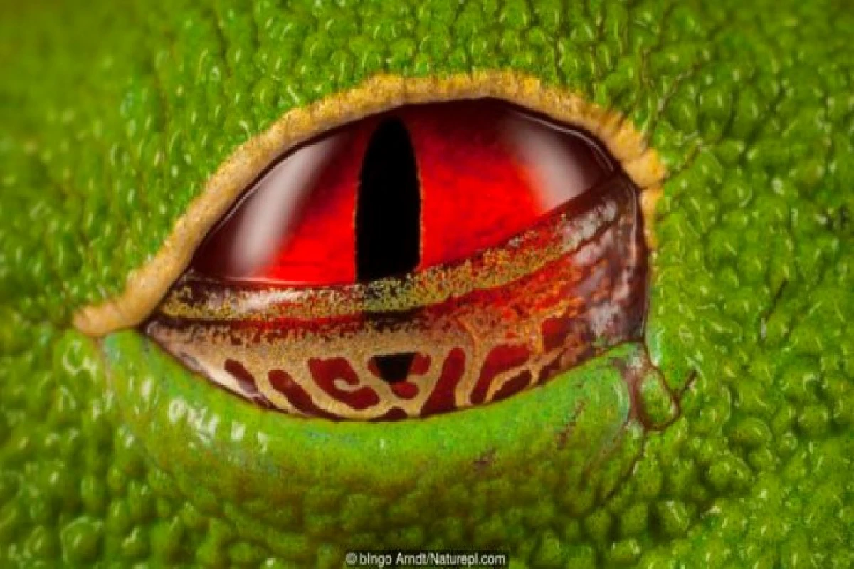 เดาได้หรือไม่ว่า ดวงตาเหล่านี้เป็นของสัตว์อะไรบ้าง?