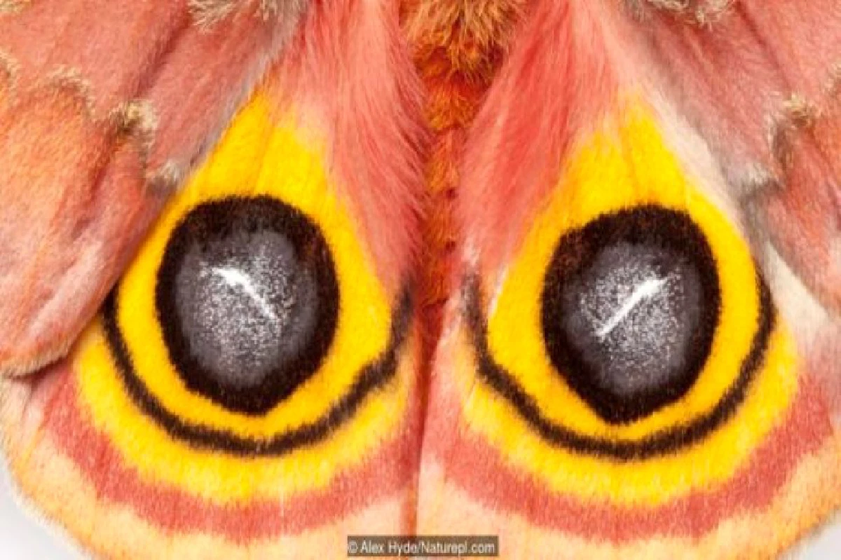 เดาได้หรือไม่ว่า ดวงตาเหล่านี้เป็นของสัตว์อะไรบ้าง?