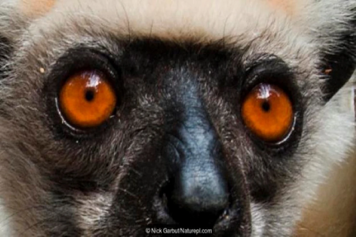 เดาได้หรือไม่ว่า ดวงตาเหล่านี้เป็นของสัตว์อะไรบ้าง?