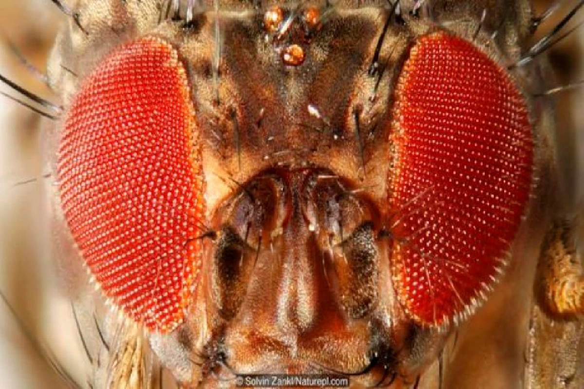 เดาได้หรือไม่ว่า ดวงตาเหล่านี้เป็นของสัตว์อะไรบ้าง?