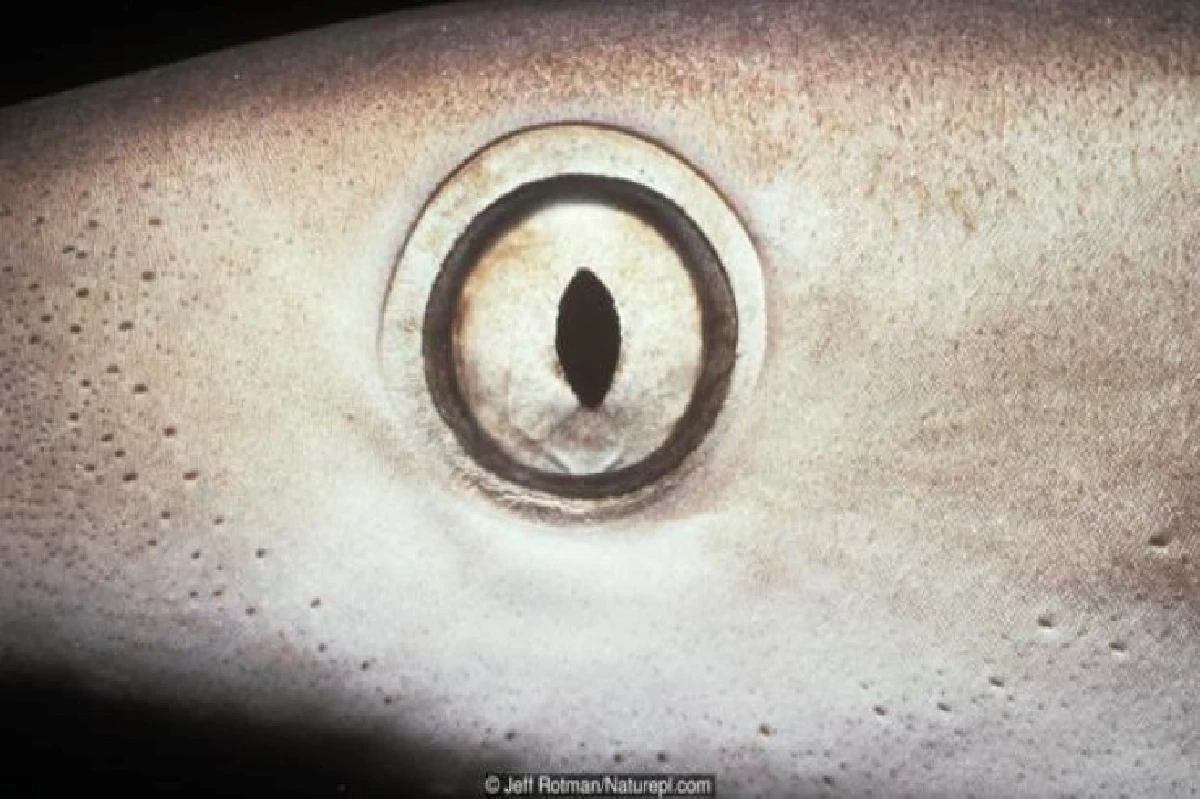 เดาได้หรือไม่ว่า ดวงตาเหล่านี้เป็นของสัตว์อะไรบ้าง?