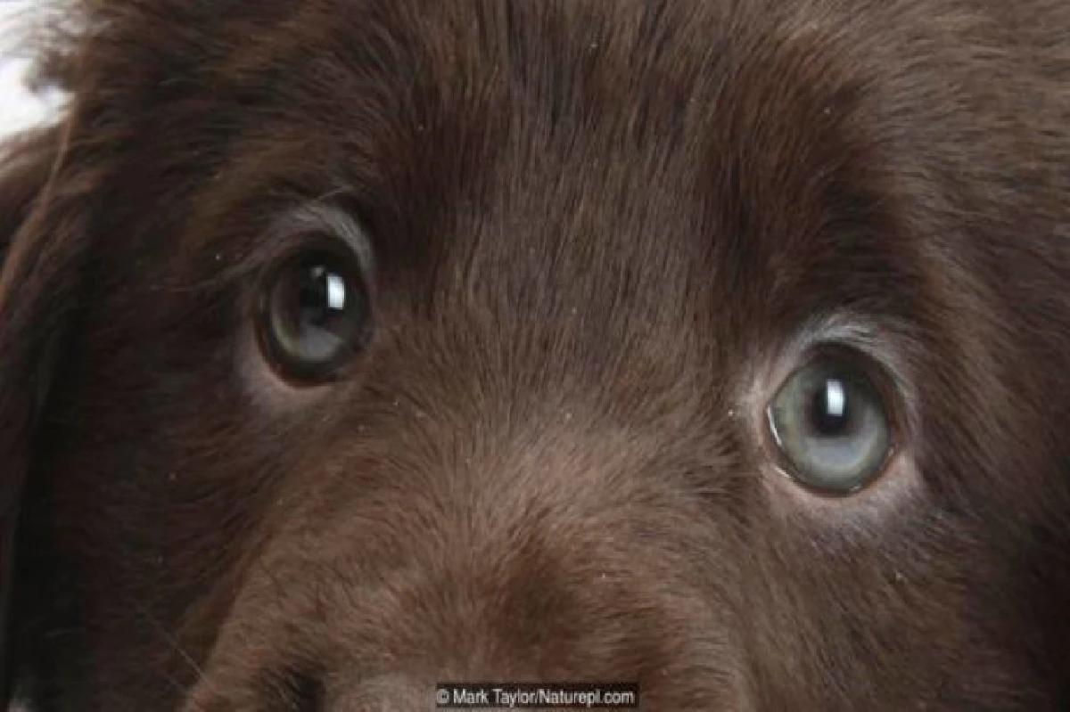 เดาได้หรือไม่ว่า ดวงตาเหล่านี้เป็นของสัตว์อะไรบ้าง?