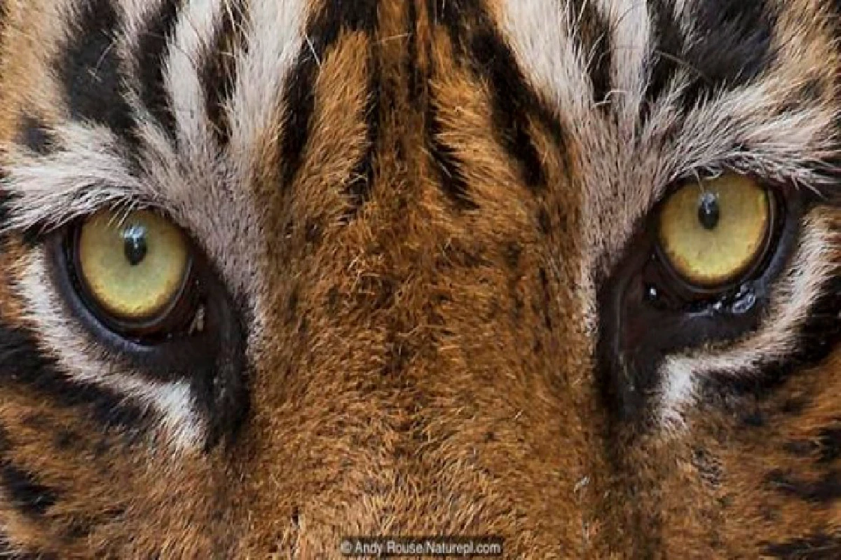 เดาได้หรือไม่ว่า ดวงตาเหล่านี้เป็นของสัตว์อะไรบ้าง?