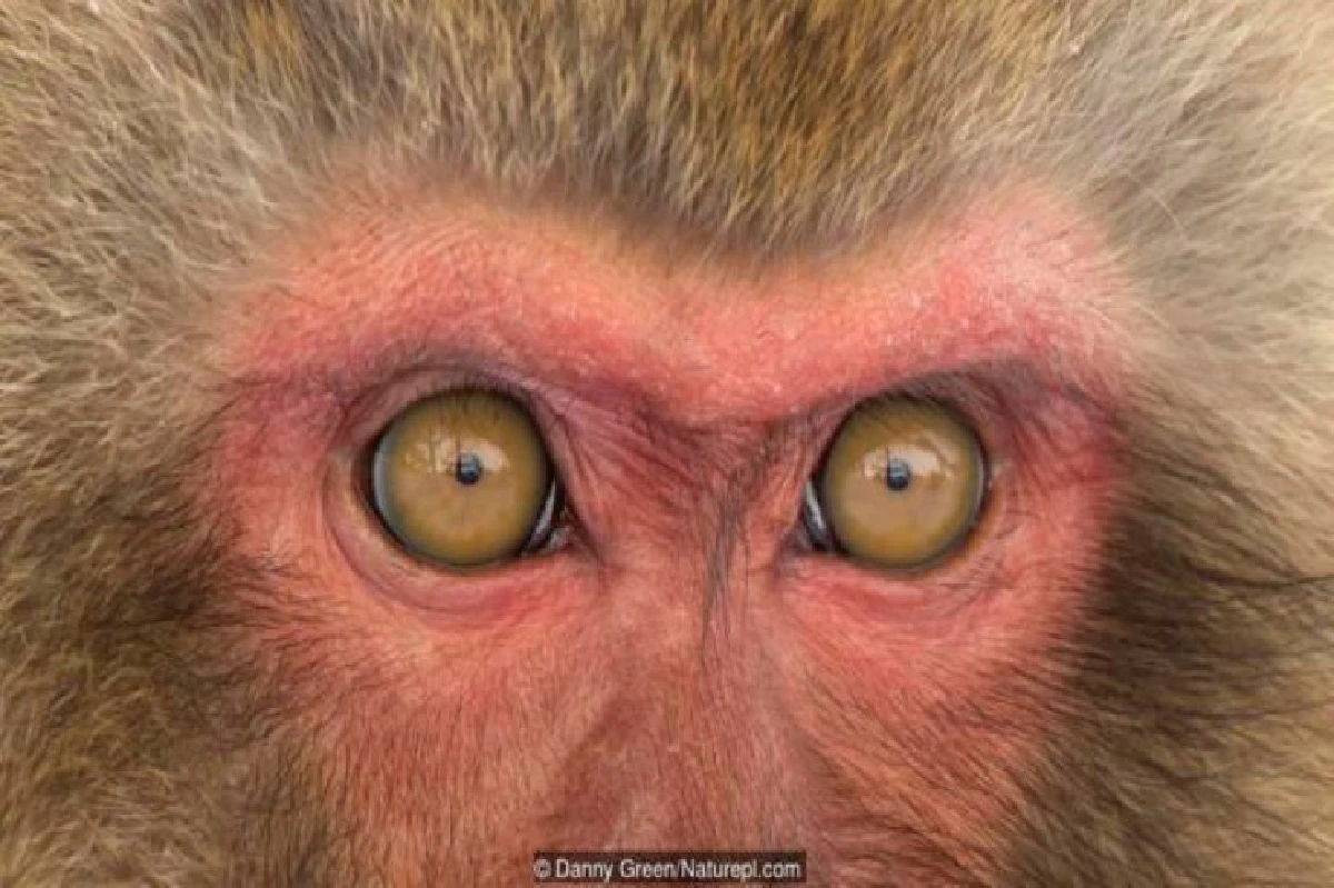 เดาได้หรือไม่ว่า ดวงตาเหล่านี้เป็นของสัตว์อะไรบ้าง?