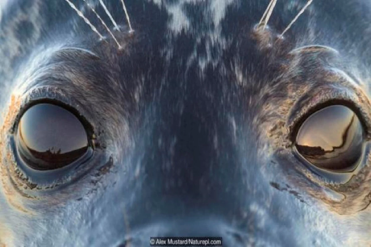 เดาได้หรือไม่ว่า ดวงตาเหล่านี้เป็นของสัตว์อะไรบ้าง?