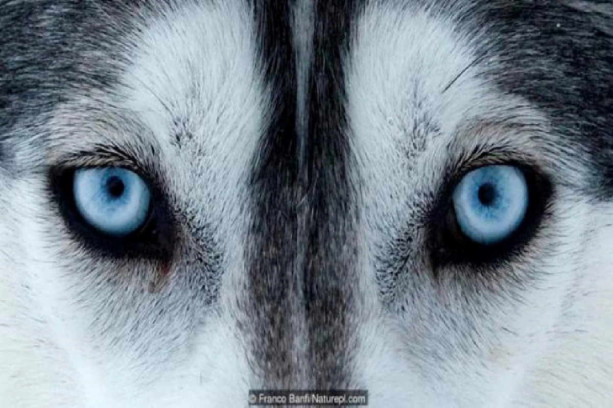 เดาได้หรือไม่ว่า ดวงตาเหล่านี้เป็นของสัตว์อะไรบ้าง?