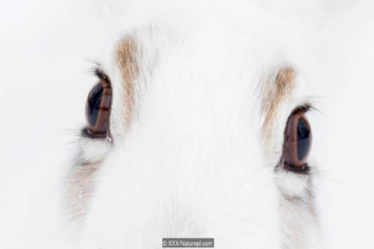 เดาได้หรือไม่ว่า ดวงตาเหล่านี้เป็นของสัตว์อะไรบ้าง?