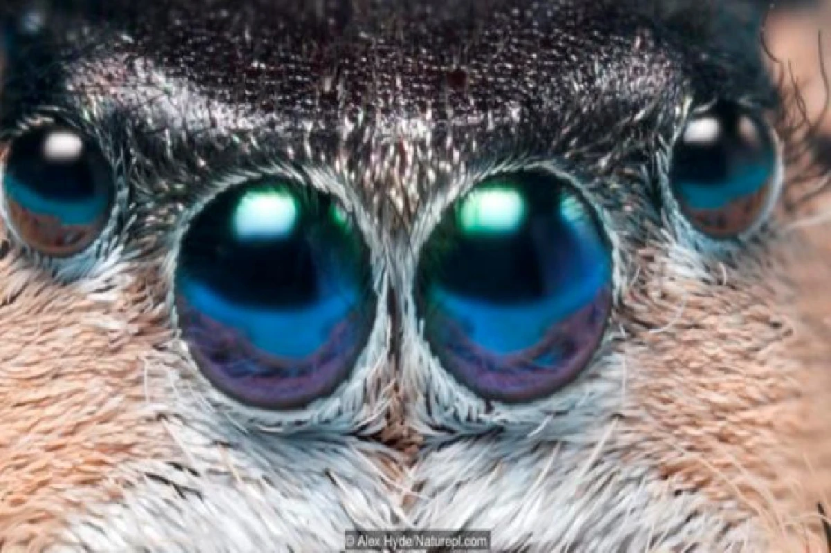 เดาได้หรือไม่ว่า ดวงตาเหล่านี้เป็นของสัตว์อะไรบ้าง?