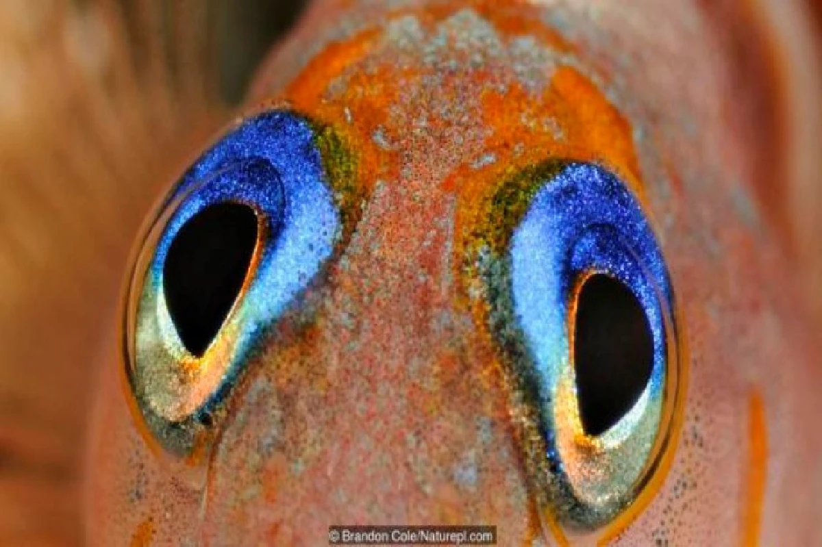 เดาได้หรือไม่ว่า ดวงตาเหล่านี้เป็นของสัตว์อะไรบ้าง?