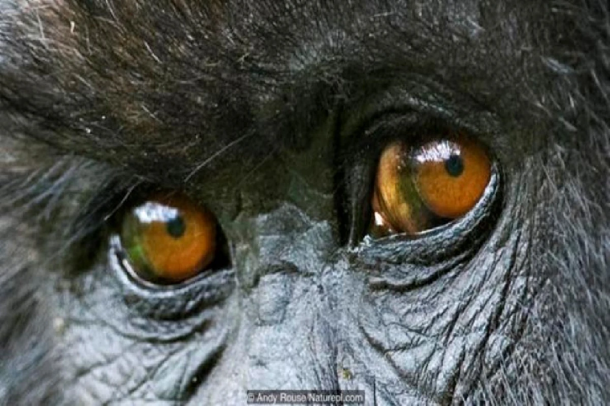 เดาได้หรือไม่ว่า ดวงตาเหล่านี้เป็นของสัตว์อะไรบ้าง?