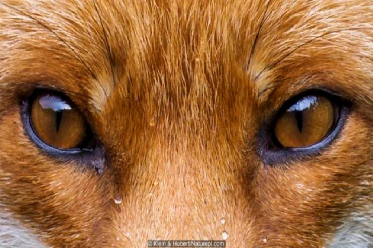 เดาได้หรือไม่ว่า ดวงตาเหล่านี้เป็นของสัตว์อะไรบ้าง?