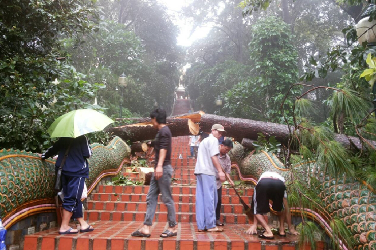 ฝนถล่มต้นสนใหญ่ล้มทับลำตัวพญานาคขึ้นดอยสุเทพ