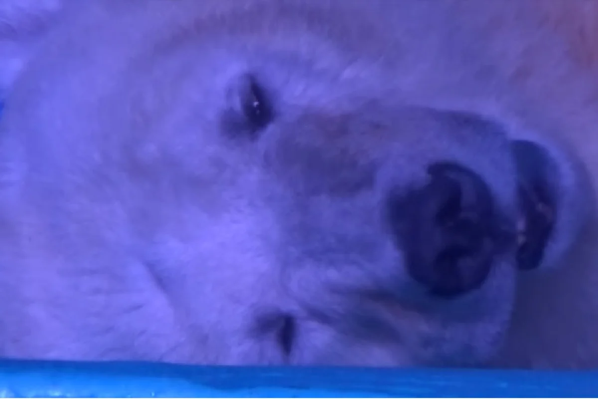 ห้างจีนยอมปล่อยหมีขาวหน้าเศร้าไปบ้านใหม่ (มีคลิป)