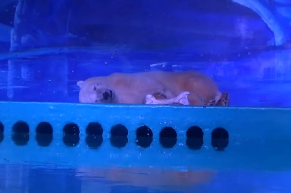 ห้างจีนยอมปล่อยหมีขาวหน้าเศร้าไปบ้านใหม่ (มีคลิป)