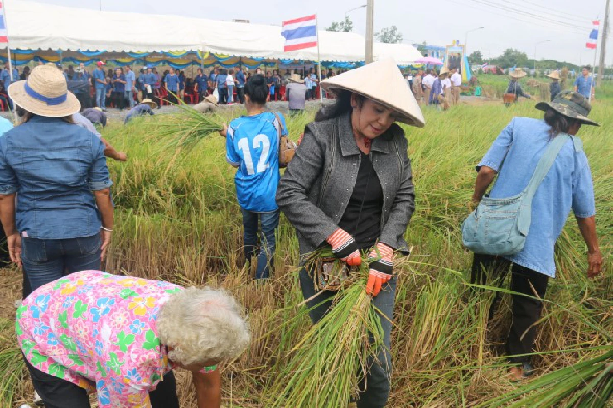 ชาวนาปลื้มได้เกี่ยวข้าวบนที่นาของในหลวง