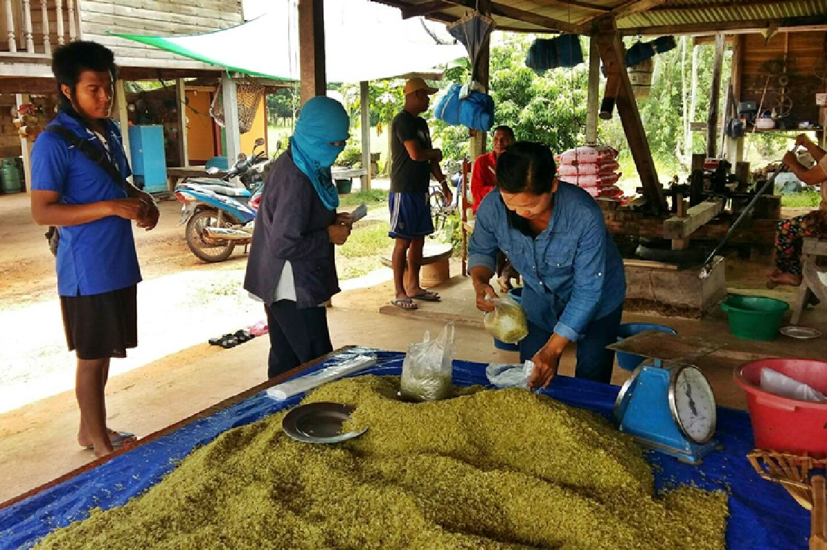 ทึ่งภูมิปัญญาชาวบ้านขายข้าวเม่าโกยเงินเดือนละล้าน