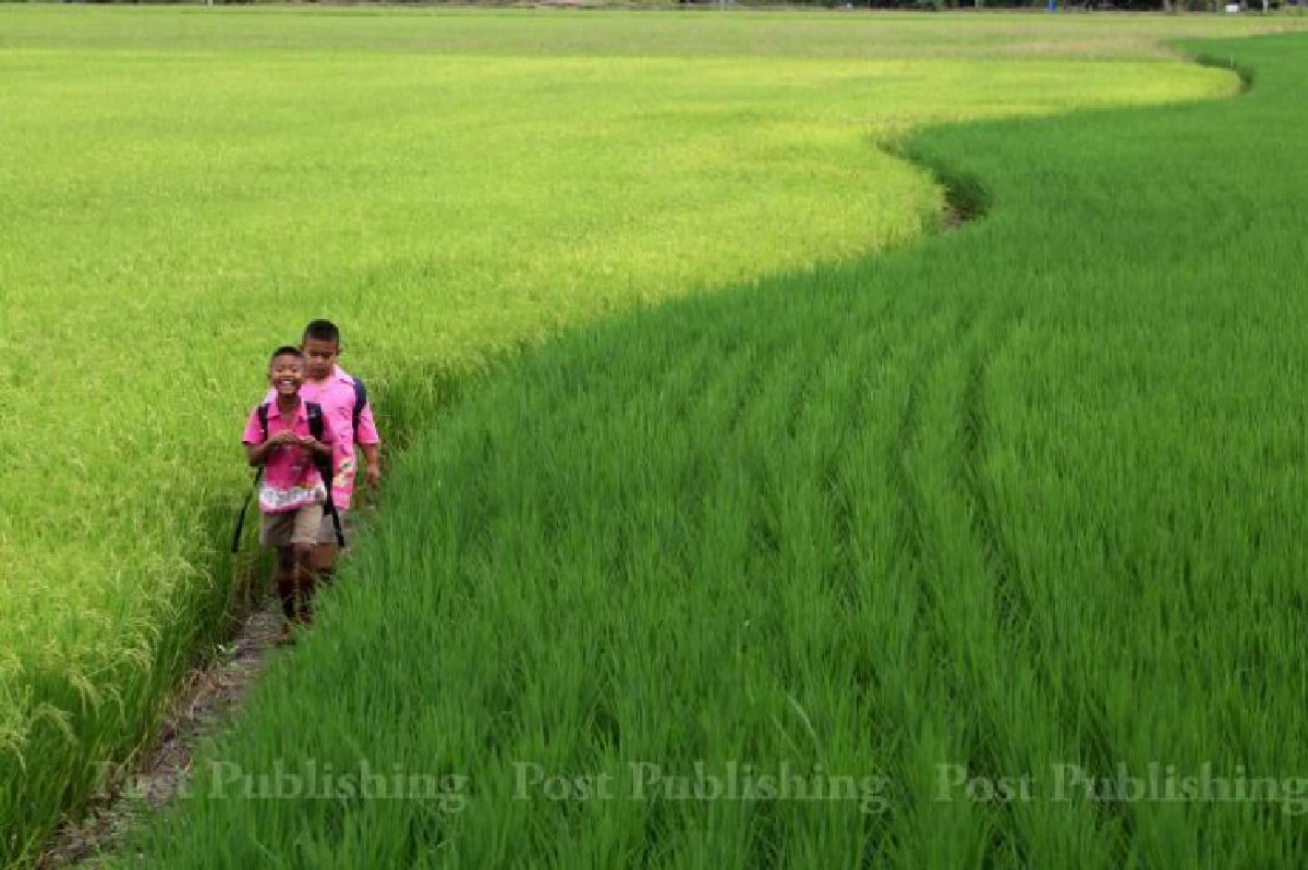 "มหากาพย์จำนำข้าว" อุทาหรณ์ทุกภาคส่วน