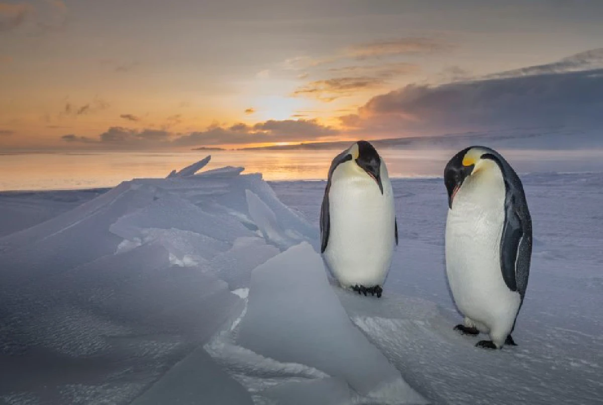 ชมความงามท่ามกลางน้ำแข็งของทวีปแอนตาร์กติกา