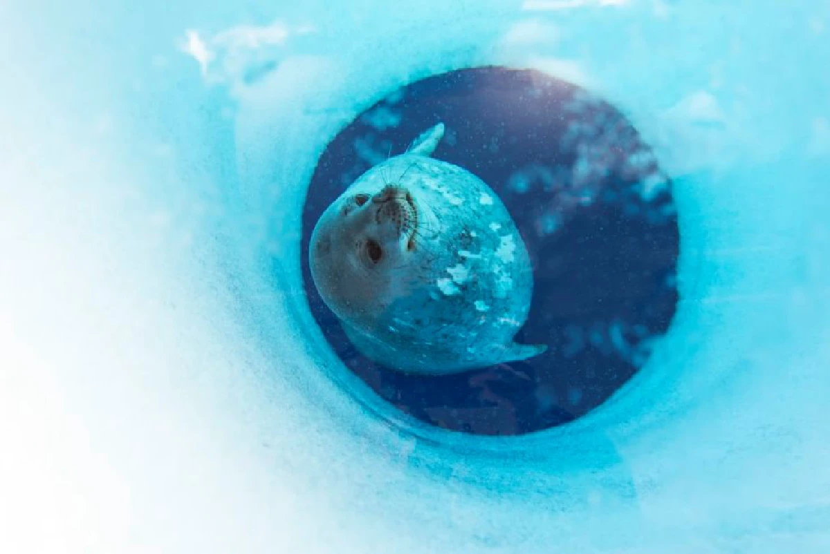 ชมความงามท่ามกลางน้ำแข็งของทวีปแอนตาร์กติกา