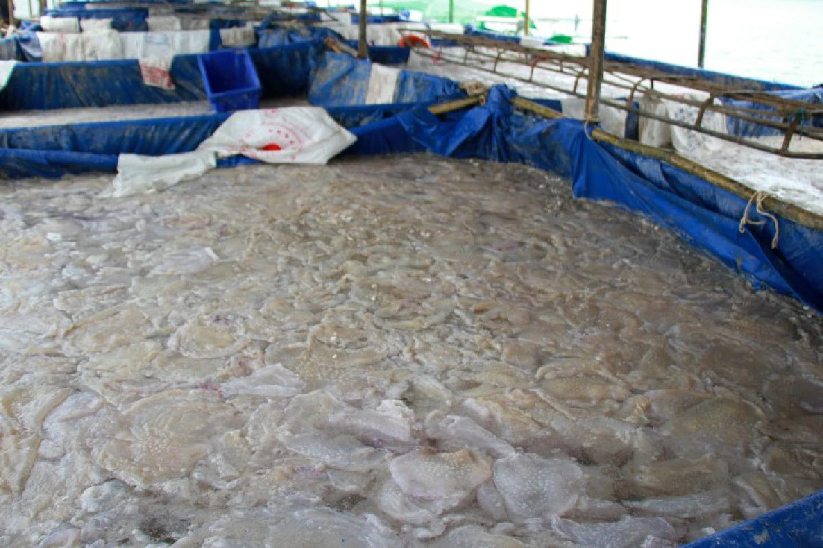 แมงกะพรุนเกลื่อนอ่าว ชาวประมงออกตักขายสร้างรายได้วันละกว่า2,000