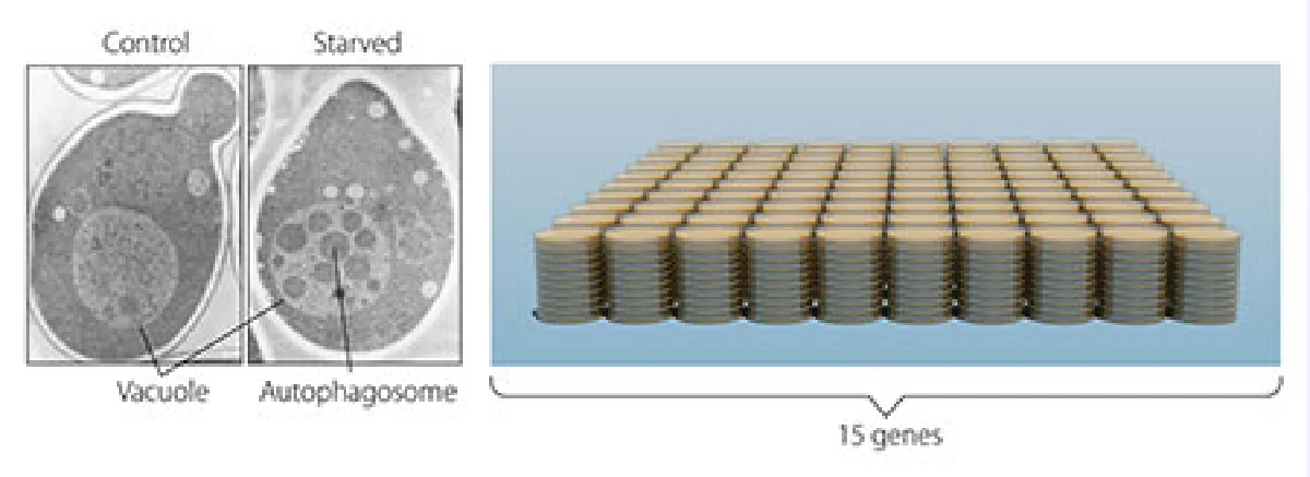 Nobel Prize Medicine: Cell recycling research by Ohsumi