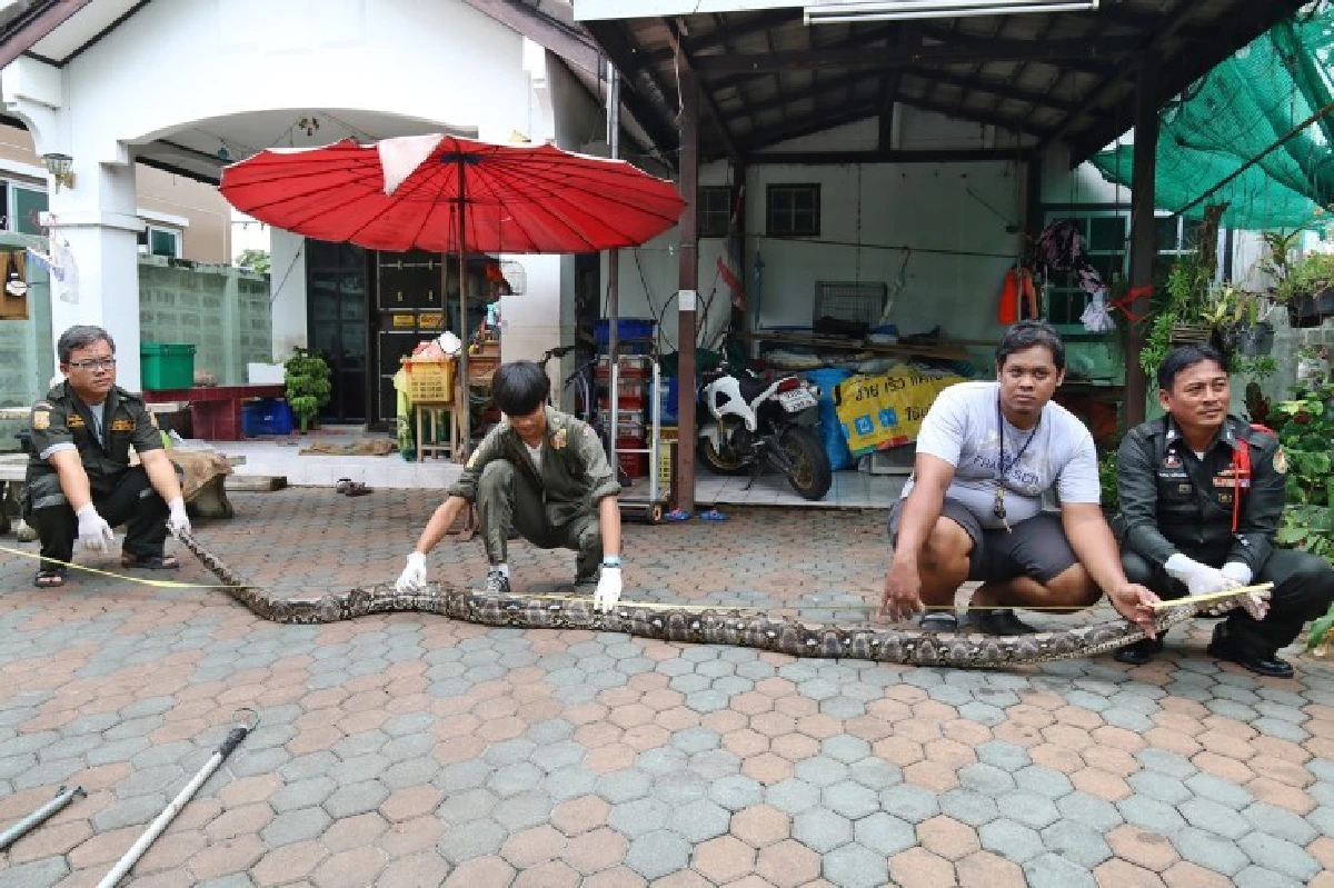 เจ้าของผงะตื่นเช้าเจอเหลือมยาว5เมตรเขมือบหมาไปครึ่งตัว
