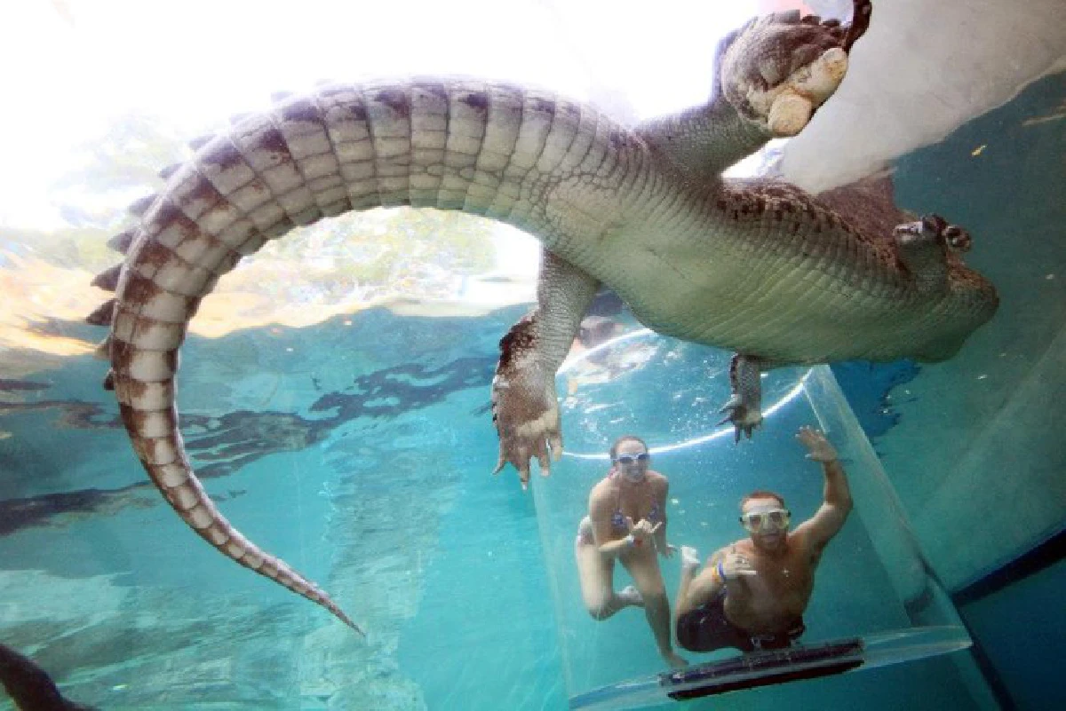 ท้าผู้กล้า ดำน้ำกับจระเข้!