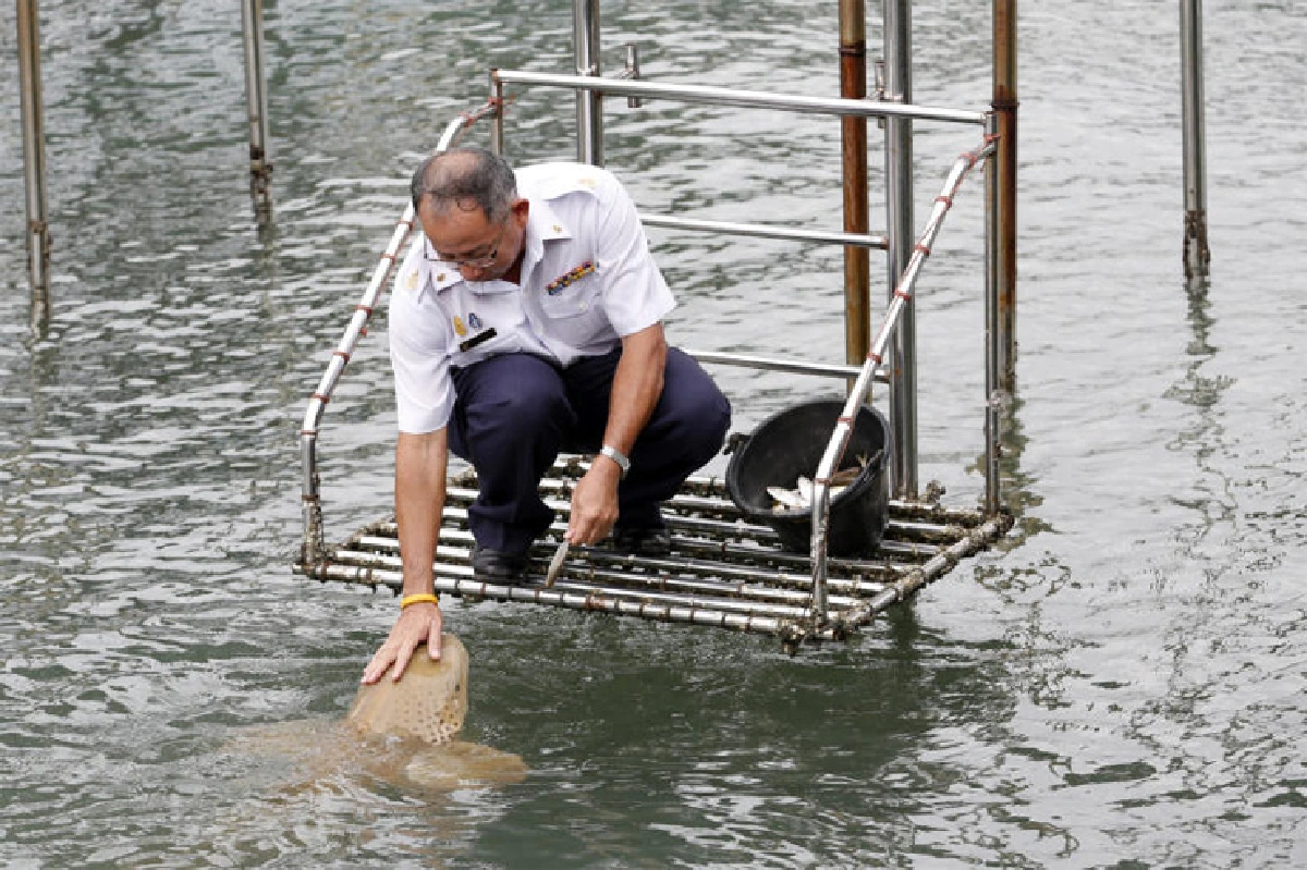 วันจันท์สีเขียว วันระยองสีเหลือง