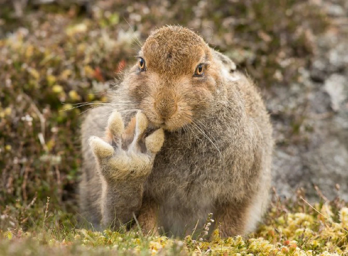 รวมภาพสุดฮาของเหล่าสรรพสัตว์ในการประกวดประจำปี