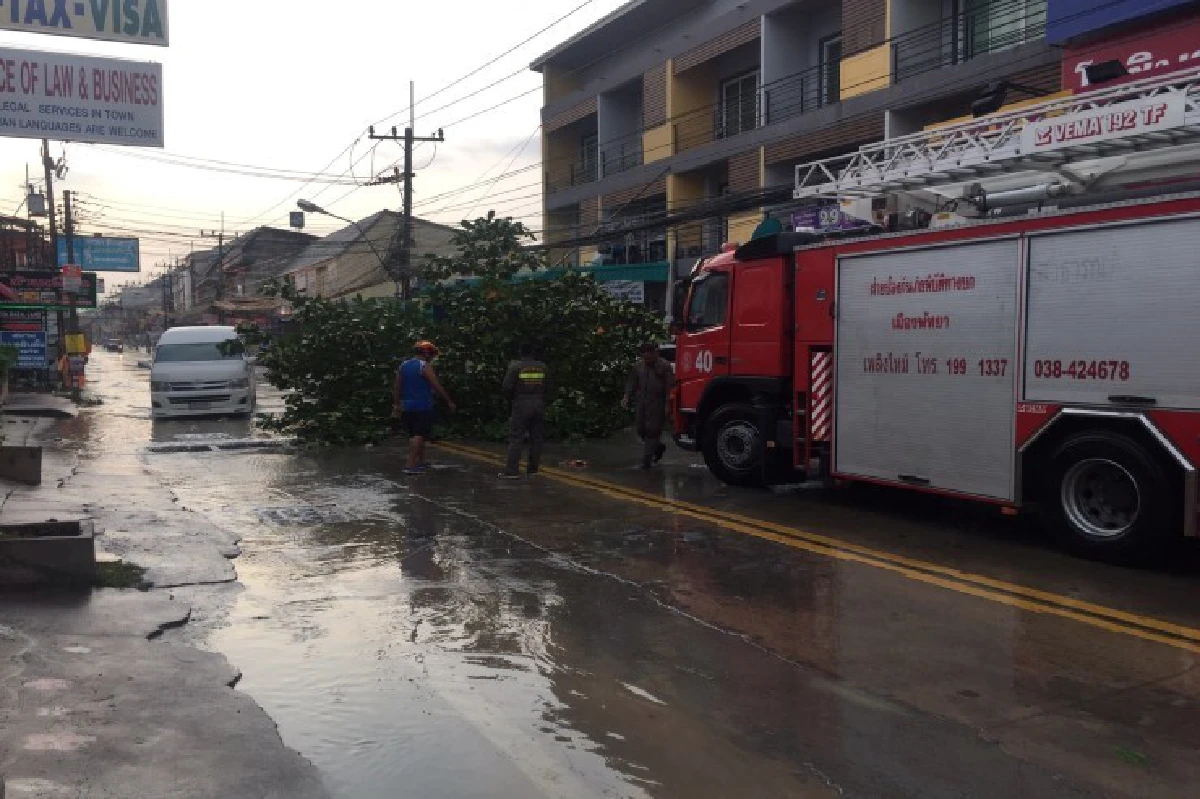 ฝนถล่มพัทยาต้นหูกวางอายุกว่า20ปีถูกหักโค่น