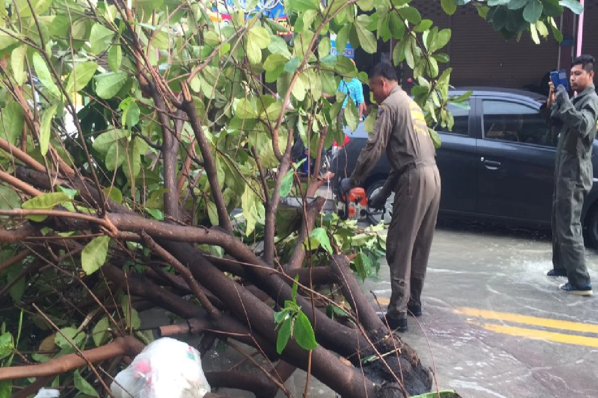 ฝนถล่มพัทยาต้นหูกวางอายุกว่า20ปีถูกหักโค่น