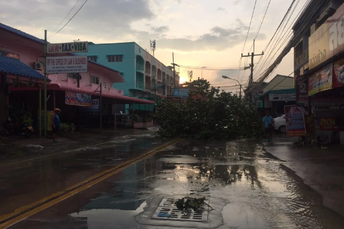 ฝนถล่มพัทยาต้นหูกวางอายุกว่า20ปีถูกหักโค่น