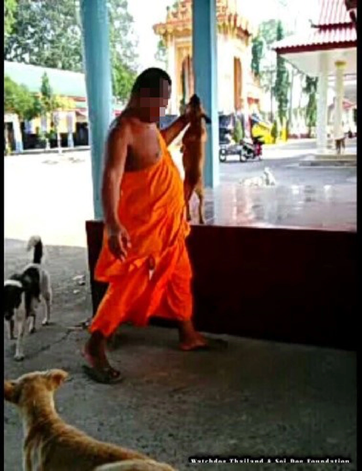 เจ้าอาวาสวัดดังอ้างโยนหมาลงแม่น้ำบางปะกงหวังกำจัดเห็บหมัด