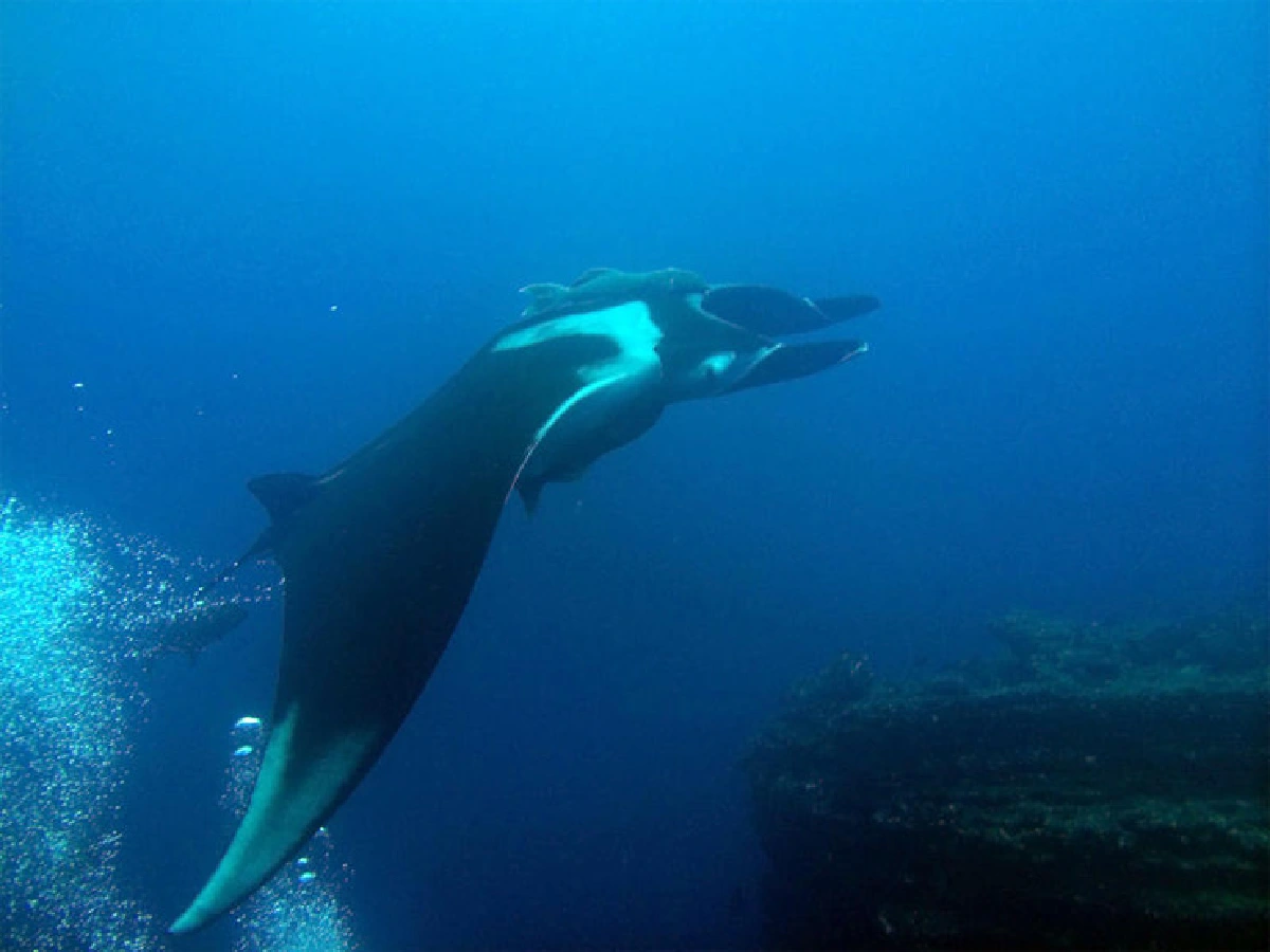 วิชัย อิ่มสุขสม การดำน้ำดีต่อใจ