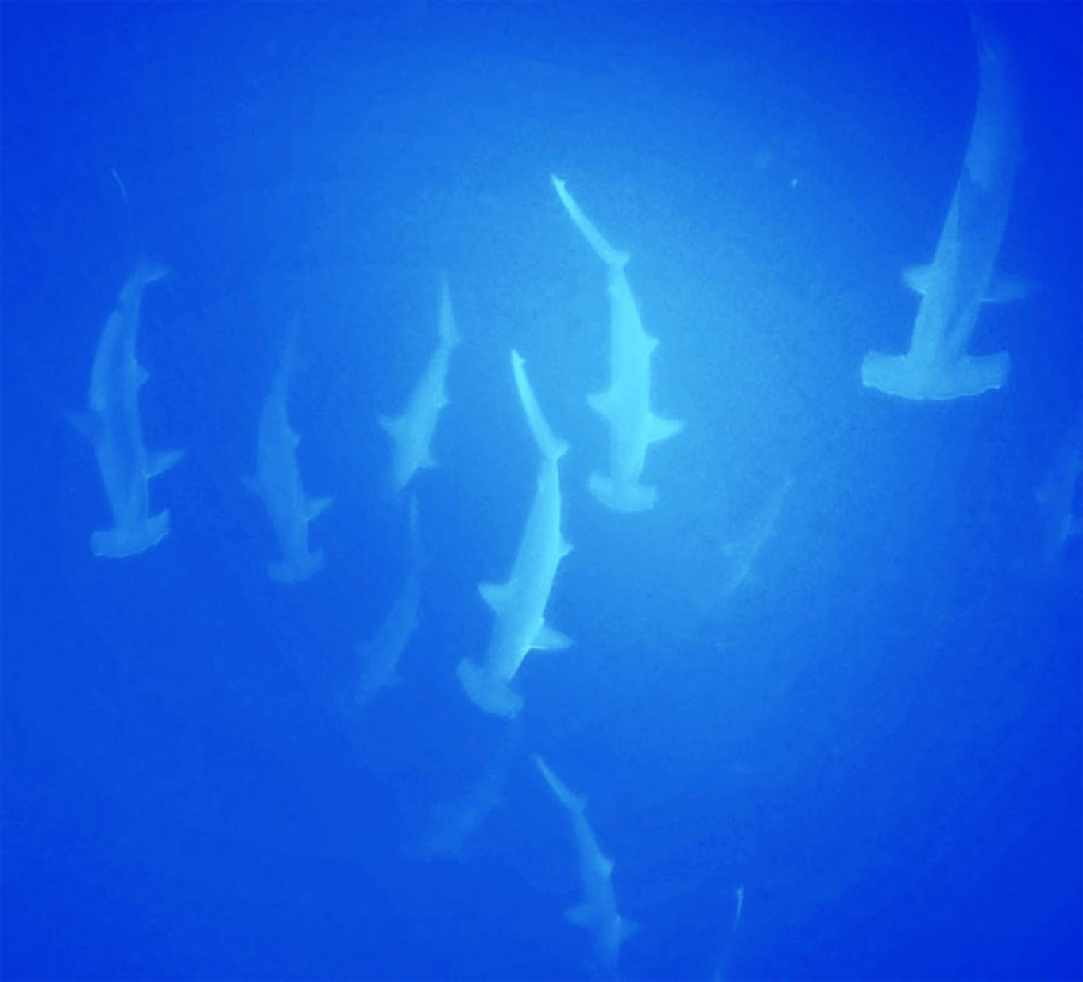 วิชัย อิ่มสุขสม การดำน้ำดีต่อใจ